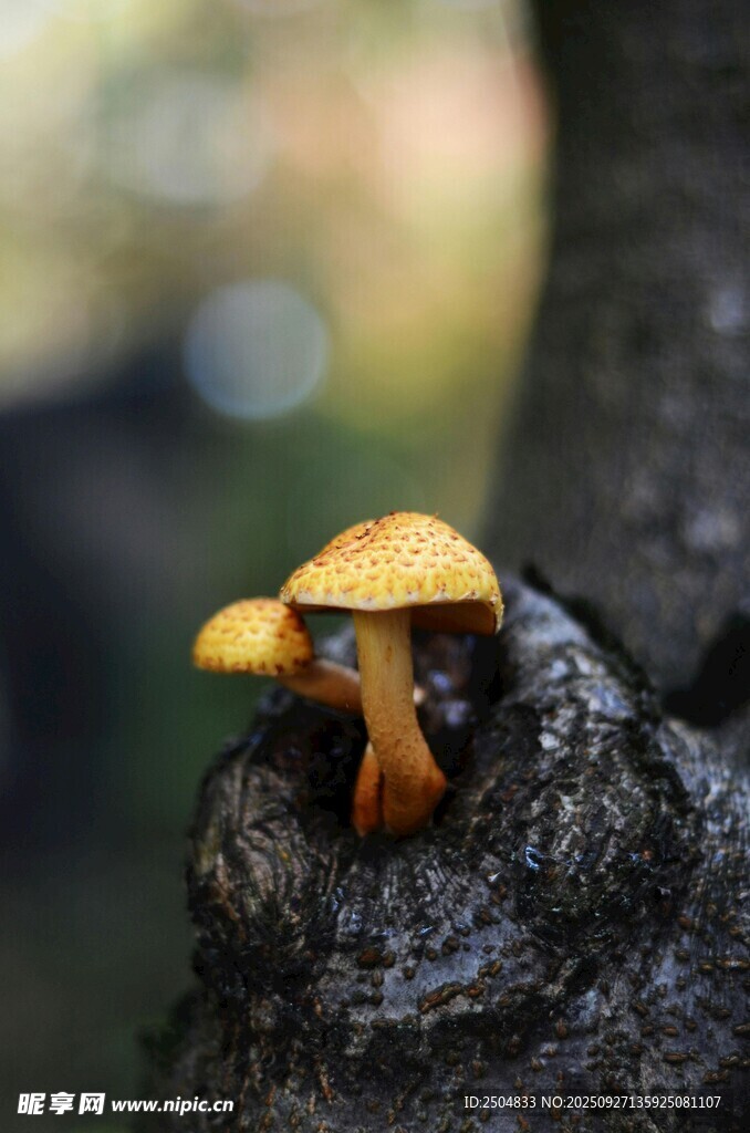 樹(shù)干上的兩朵小蘑菇
