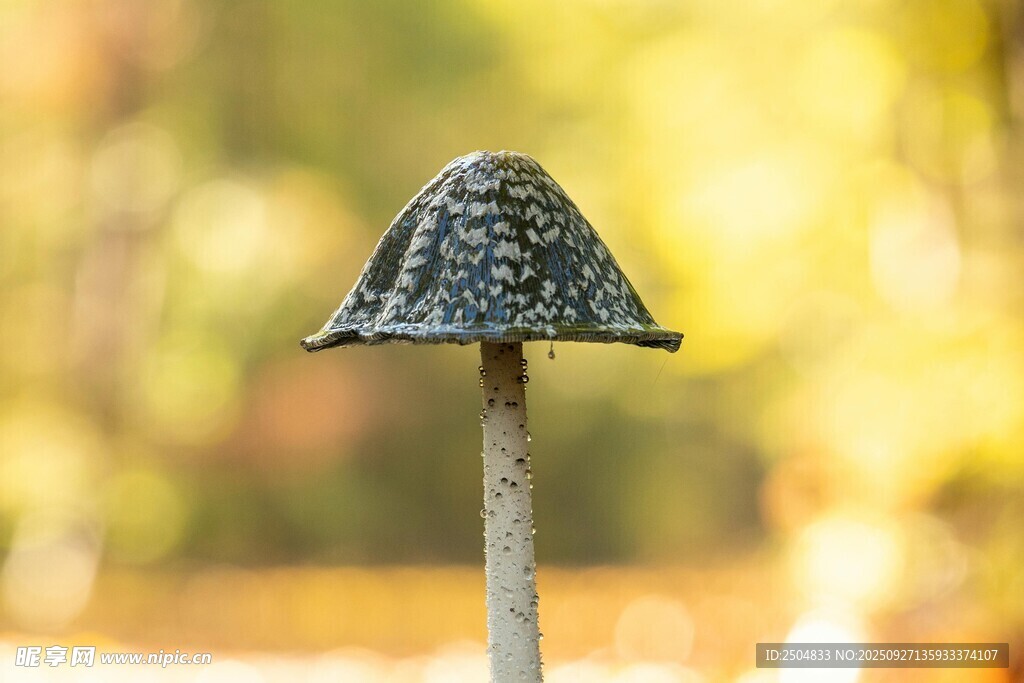 小巧蘑菇特寫