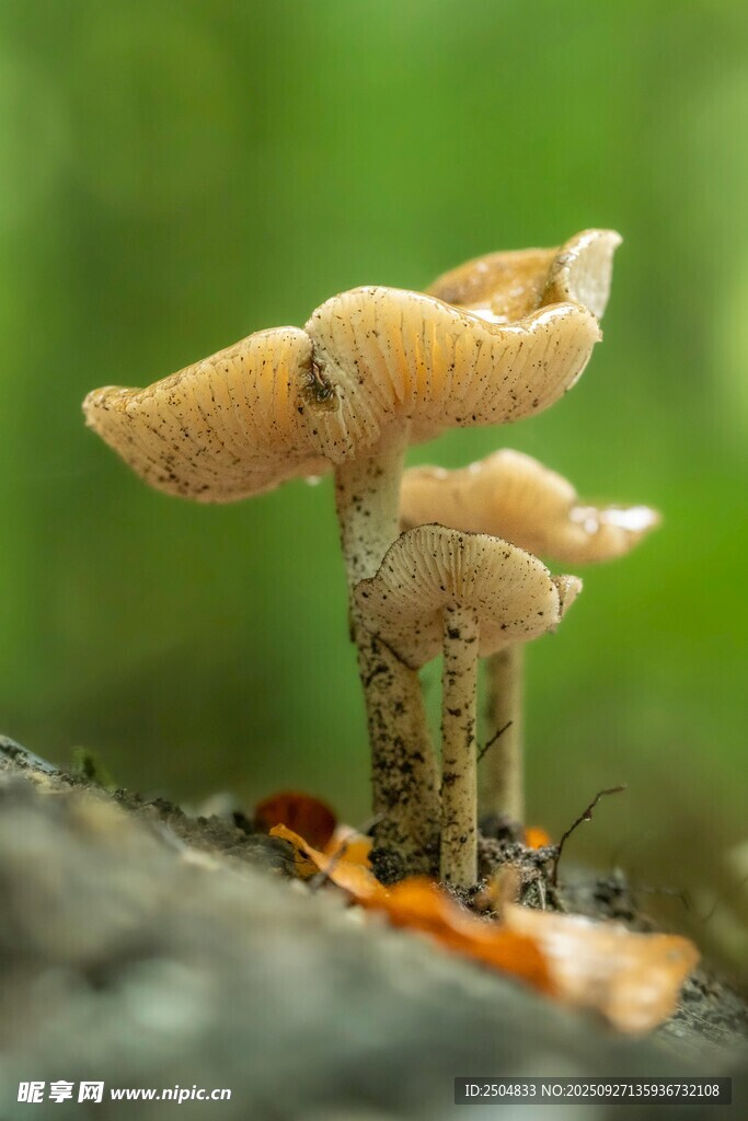 林間小蘑菇