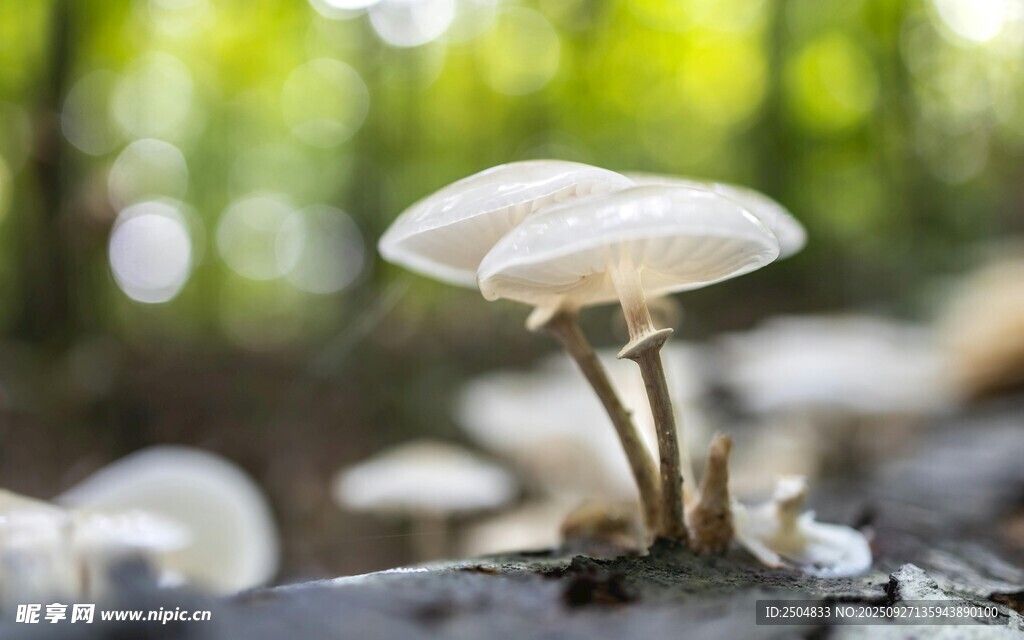 林間蘑菇特寫