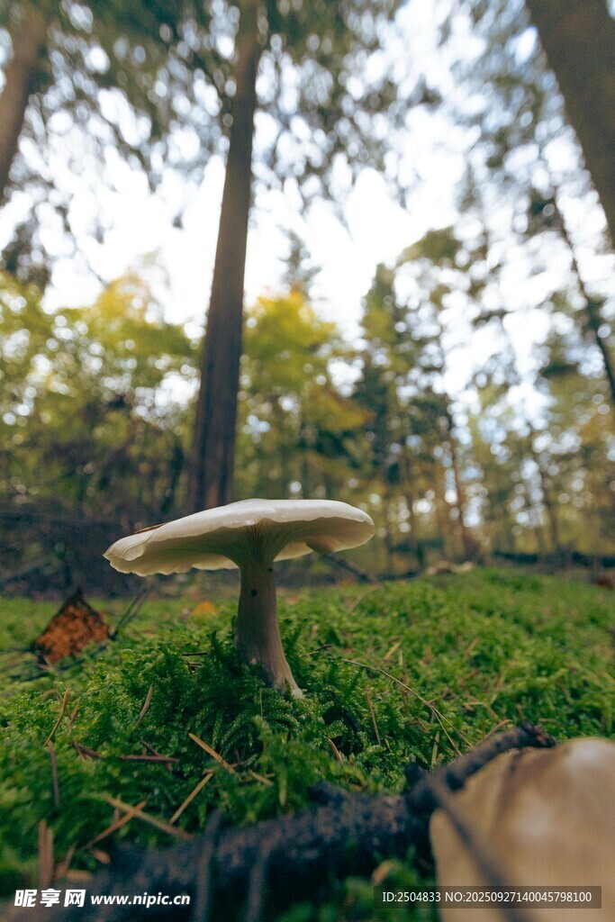 森林中生長(zhǎng)的大蘑菇