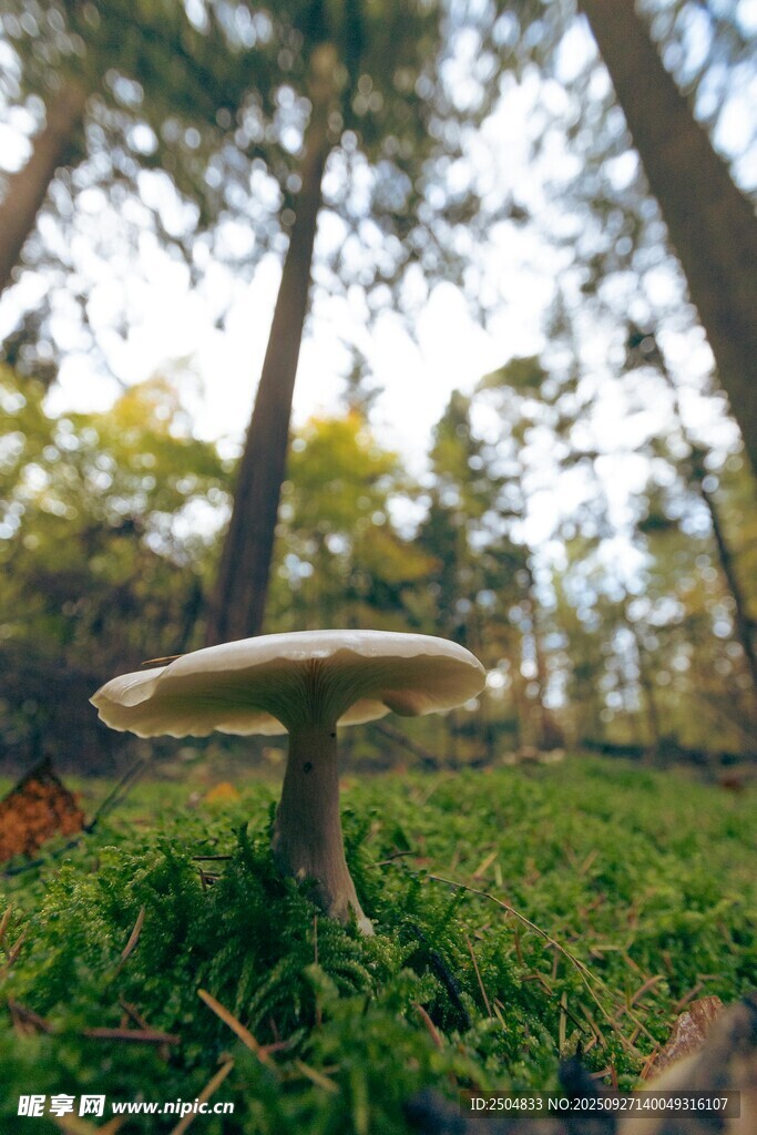 森林中生長的蘑菇