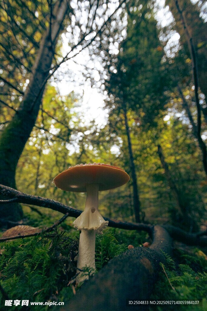 森林中的大蘑菇