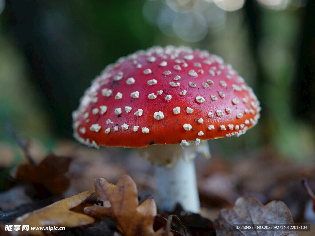 紅色斑點(diǎn)蘑菇特寫