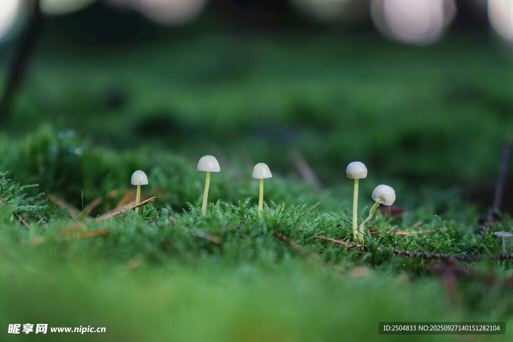 草地上的小巧白色蘑菇