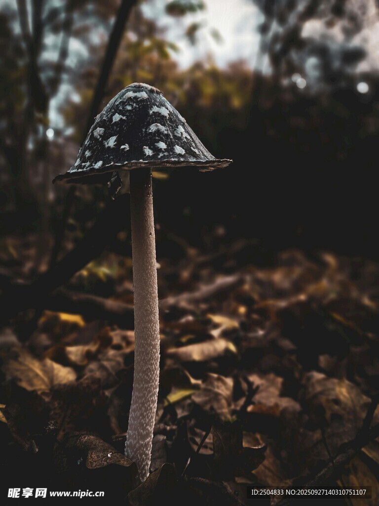 森林中獨株帶斑點的蘑菇