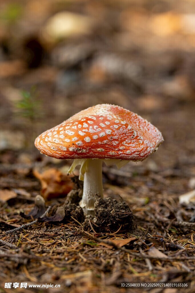 野外橙色斑點蘑菇特寫