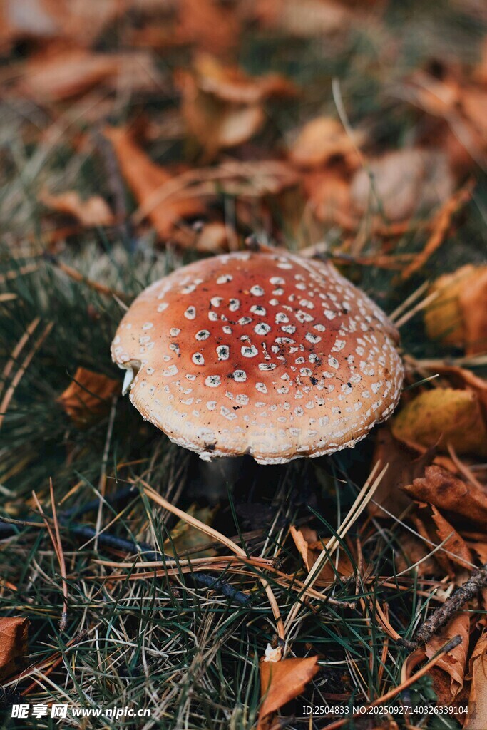 草地上的斑點(diǎn)蘑菇