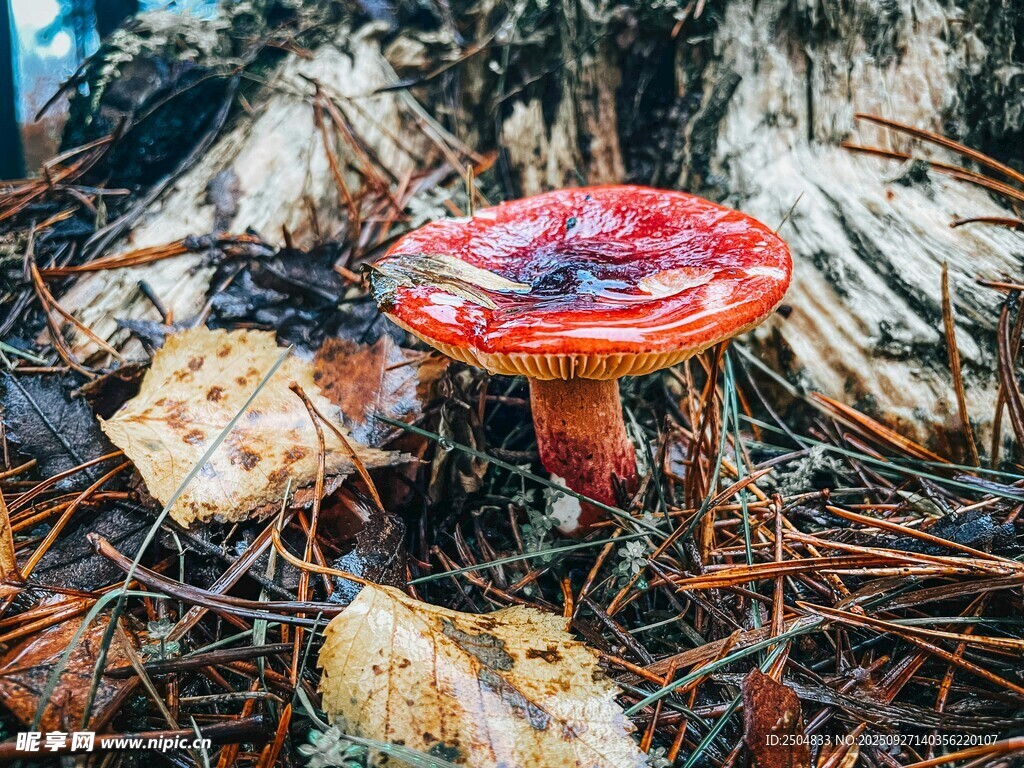 森林中鮮艷的紅色蘑菇