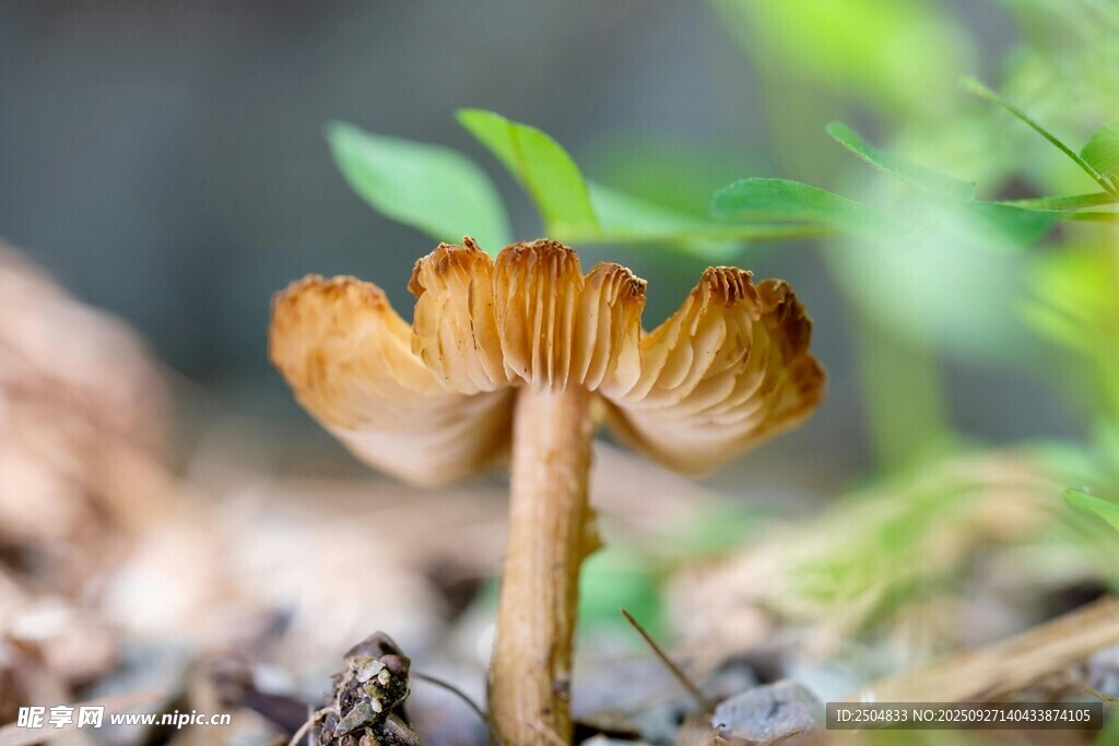 林間小蘑菇