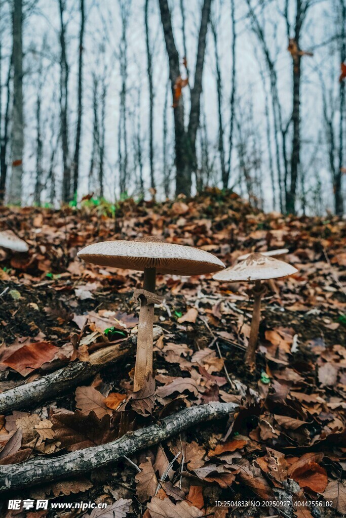森林落葉間的蘑菇景象