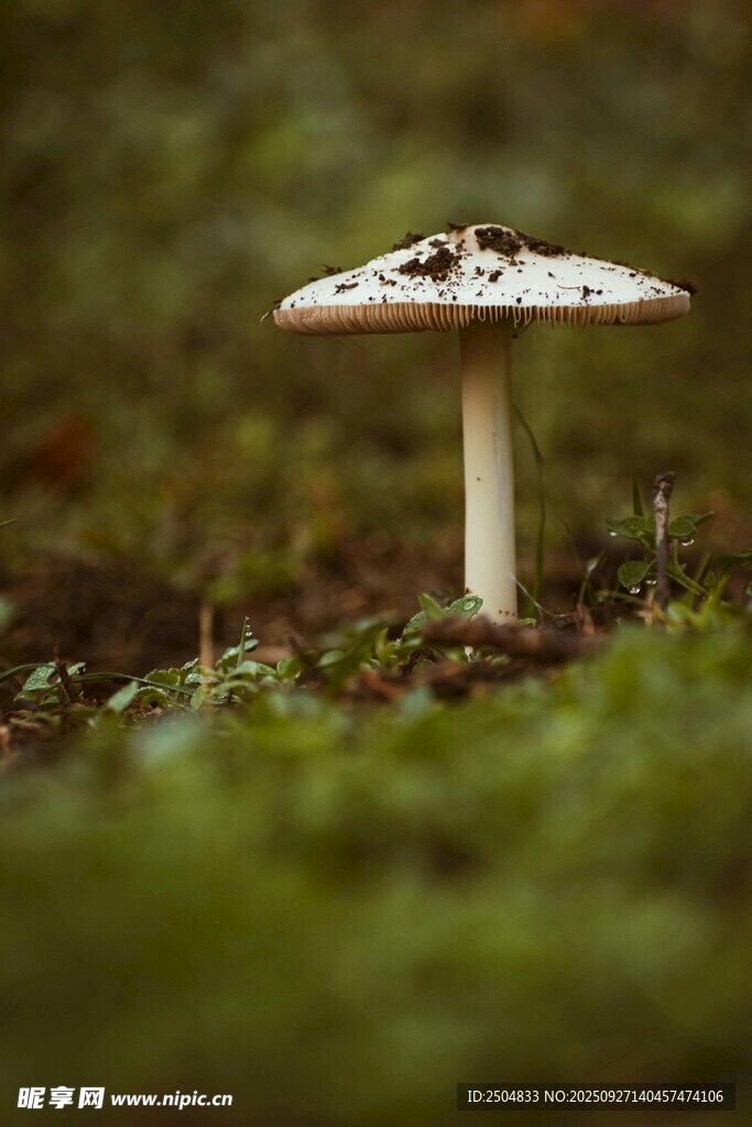 森林中的白色蘑菇