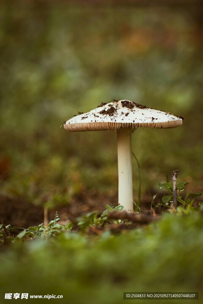 森林中的獨(dú)株蘑菇