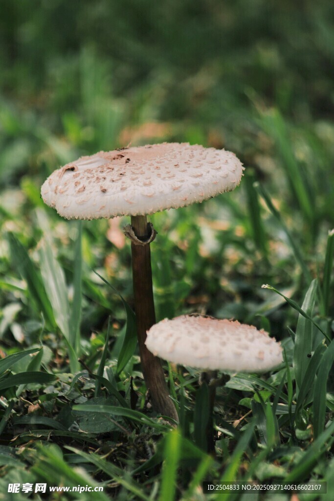 草地上的雙生蘑菇