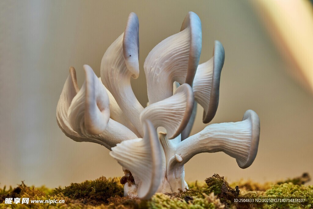 白色平菇特寫
