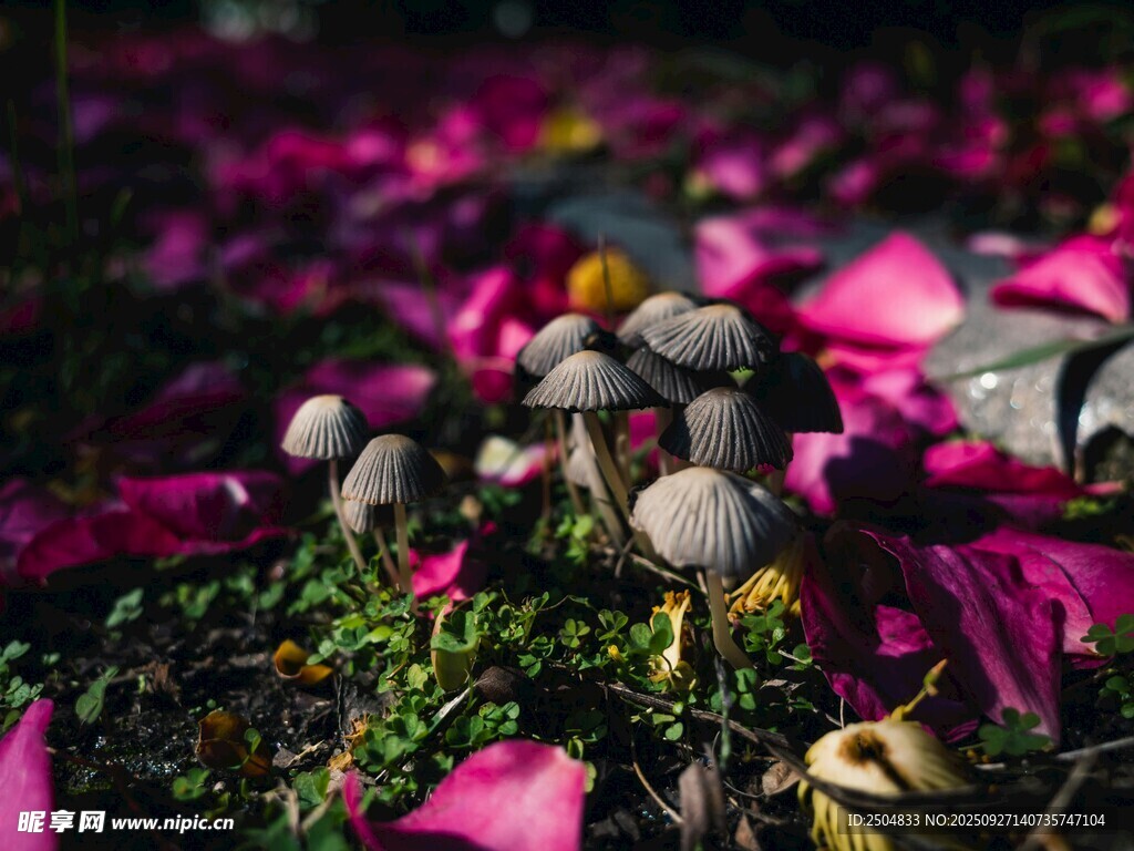 花叢中的蘑菇