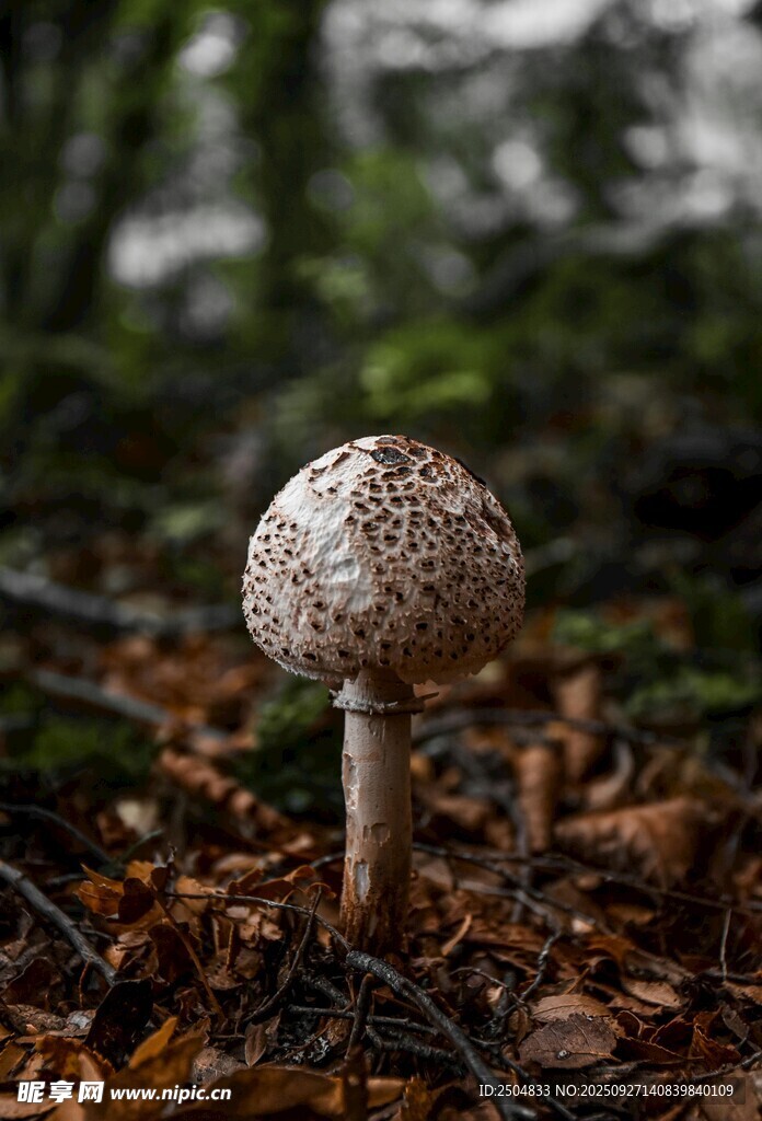 森林中的小蘑菇