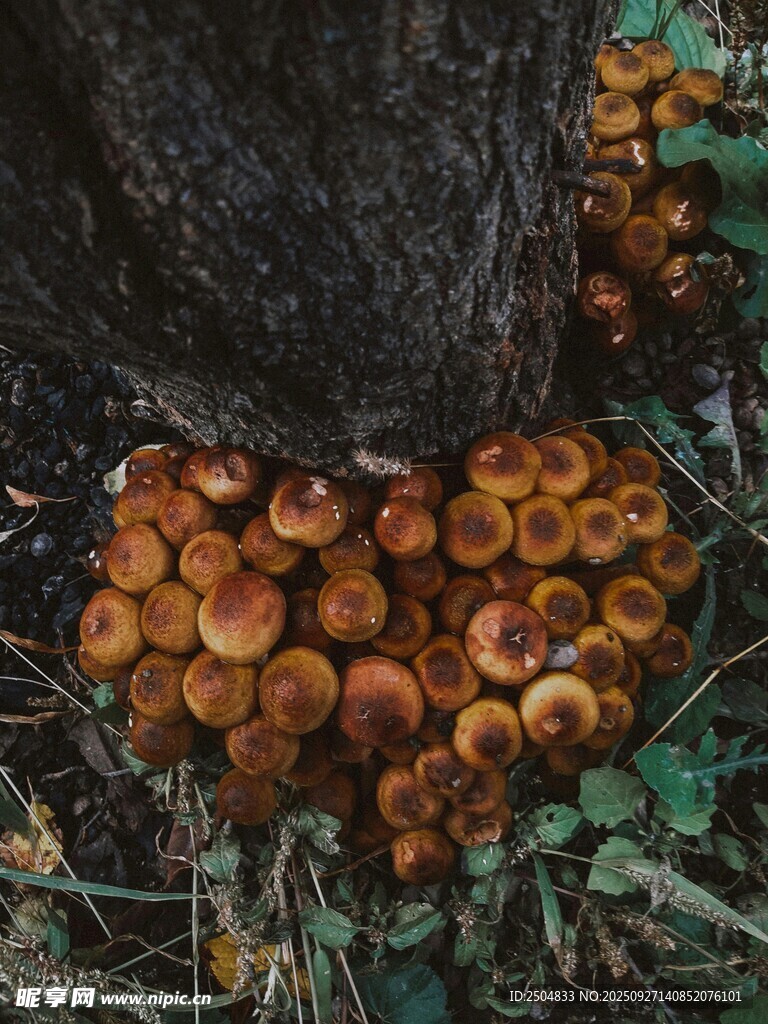 樹(shù)下叢生的橙色蘑菇