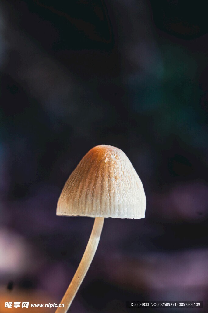 小巧蘑菇特寫