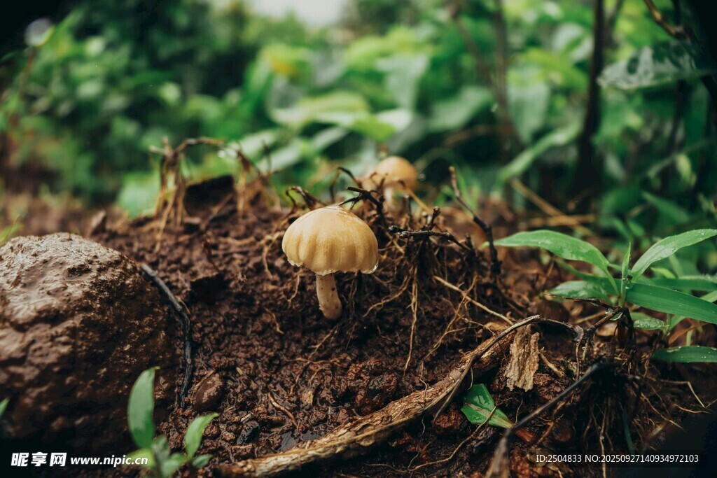 林間小蘑菇
