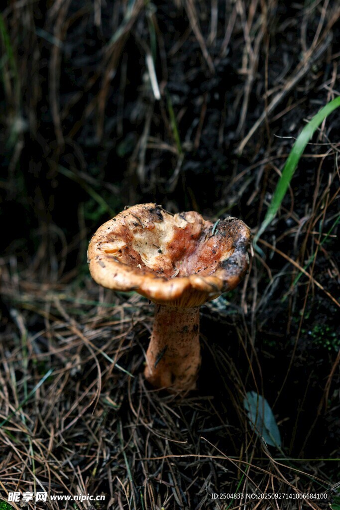 野外生長的蘑菇