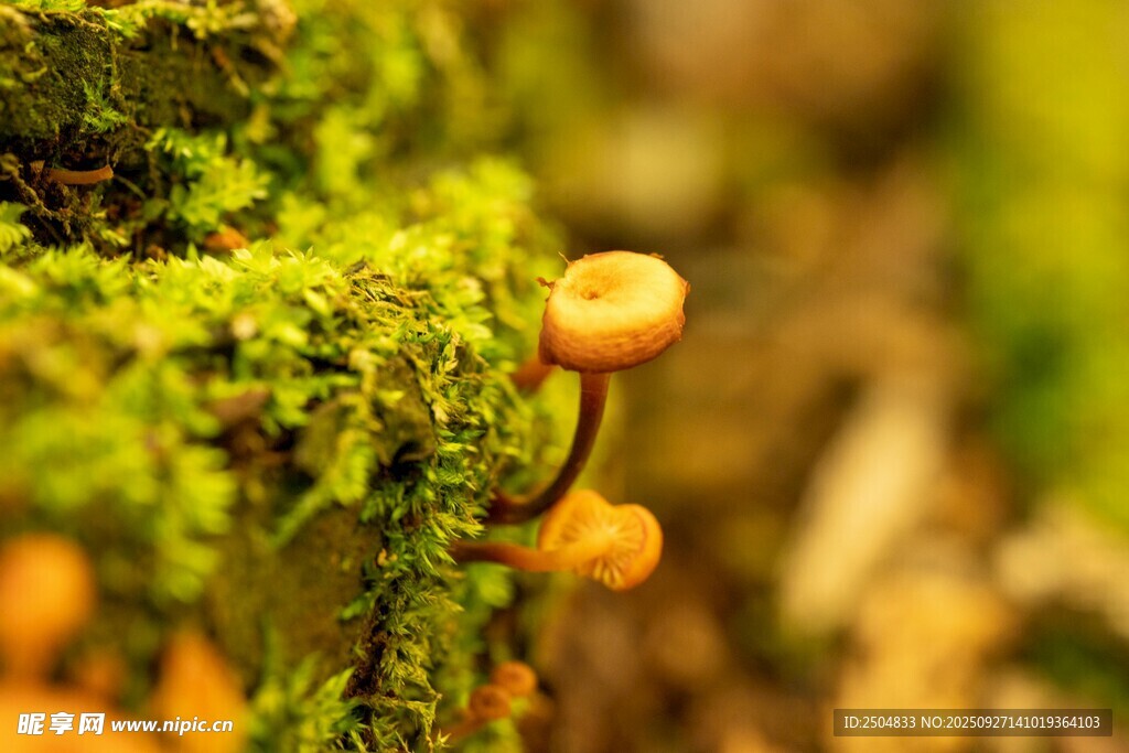 青苔上的小蘑菇