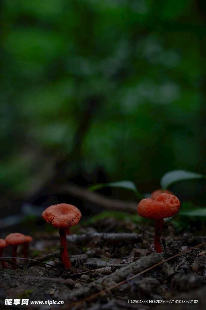 森林中鮮艷的紅色小蘑菇