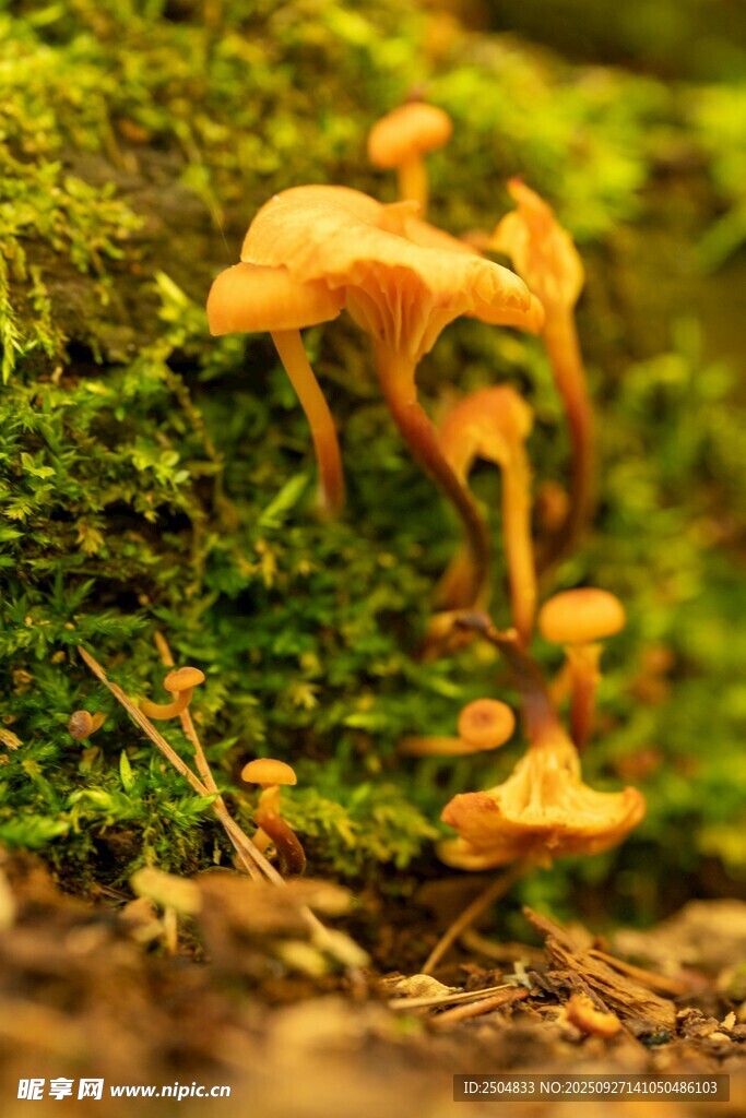 青苔上的橙色小蘑菇