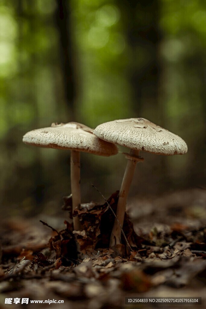 林間雙生蘑菇