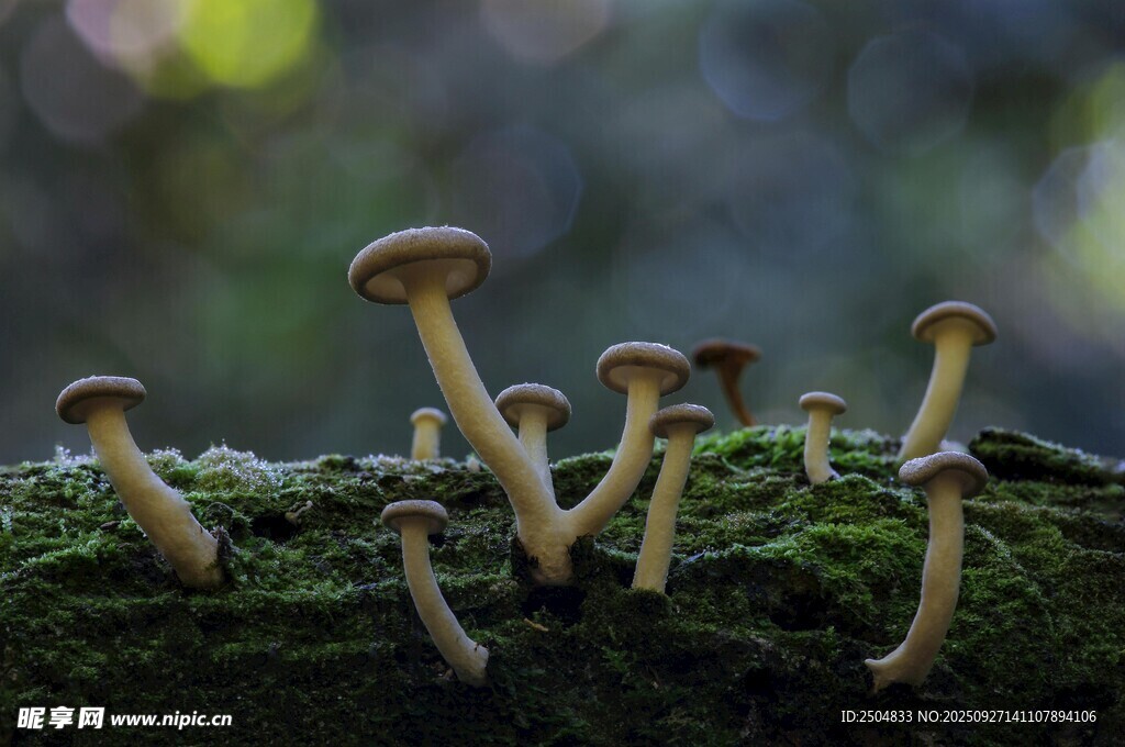 青苔上的小蘑菇