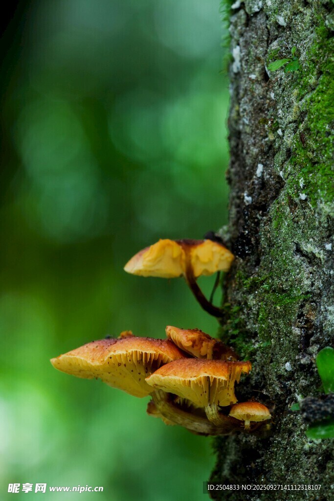 樹干上生長的橙黃色蘑菇