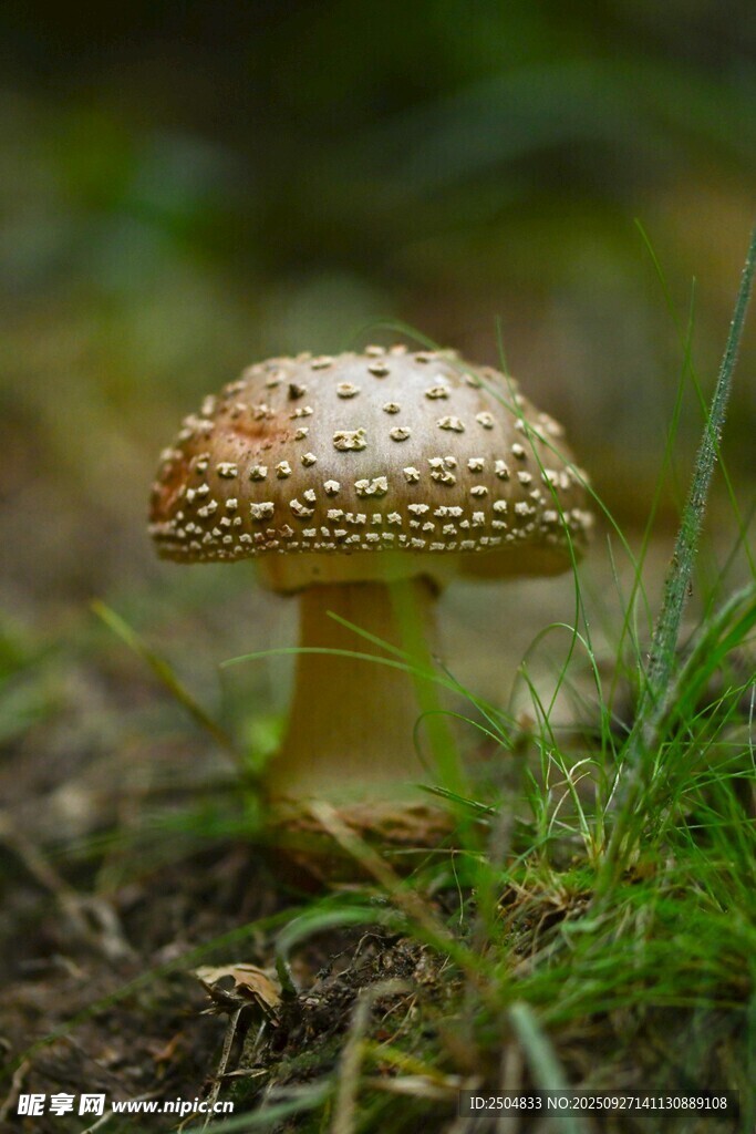 草地上的斑點蘑菇