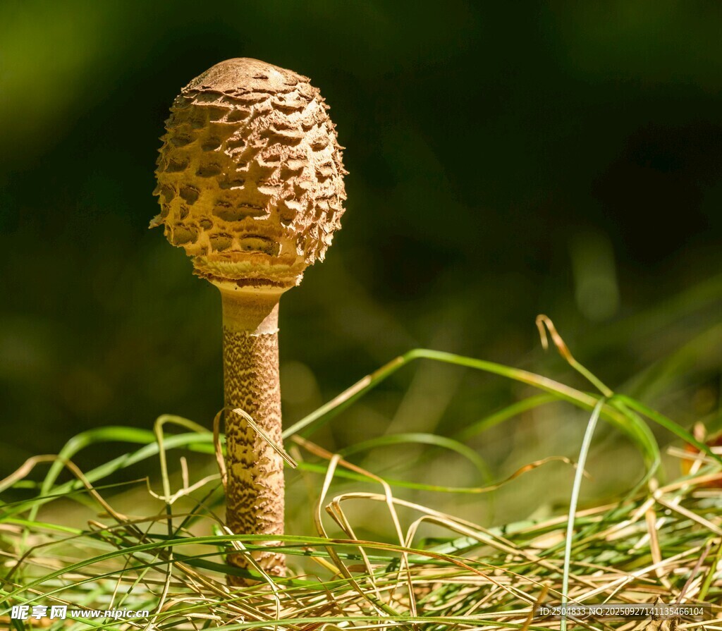 草地上的獨特蘑菇