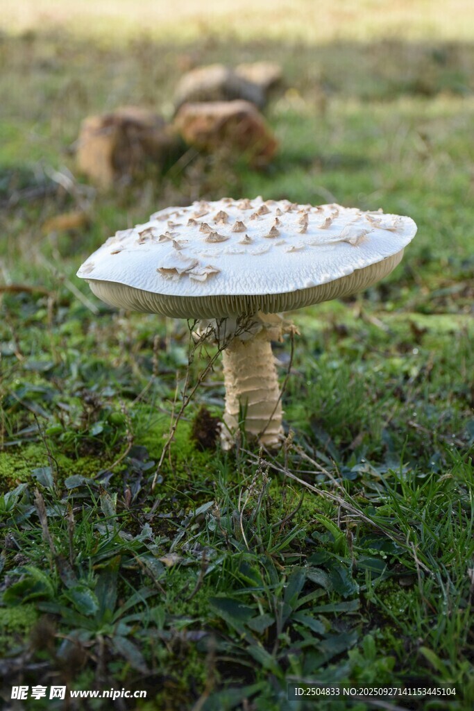 草地上的白色蘑菇