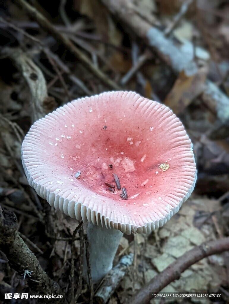 粉色蘑菇特寫
