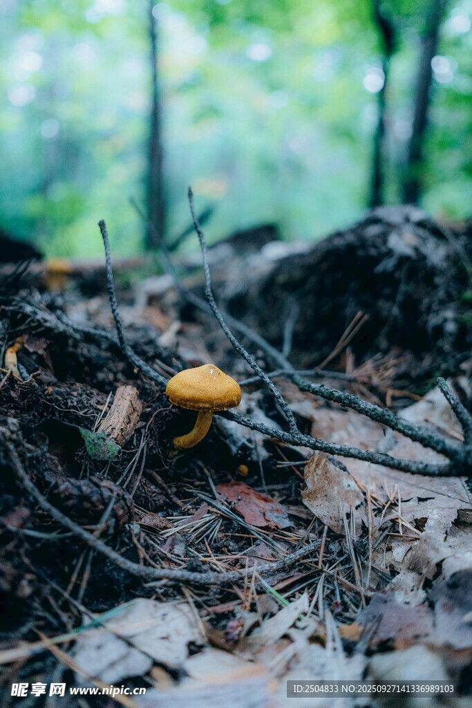 森林中地面上的黃色蘑菇