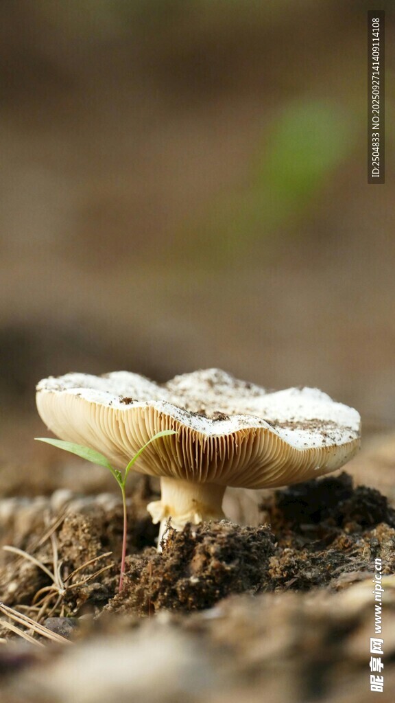 地面上的小巧蘑菇