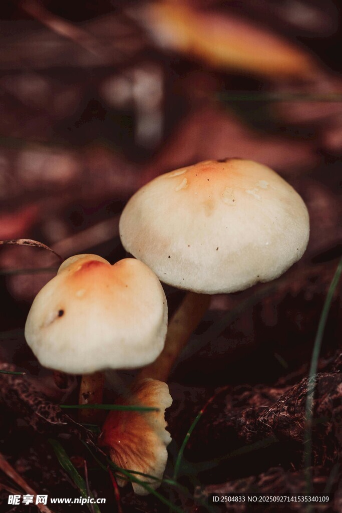 兩朵生長在落葉中的蘑菇