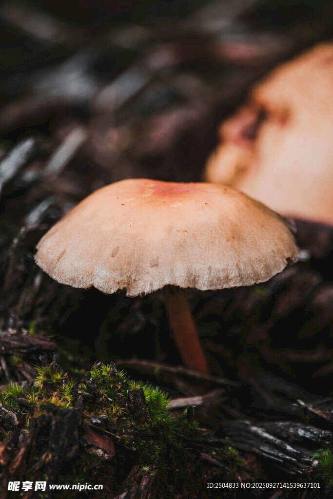 森林中生長的棕色小蘑菇
