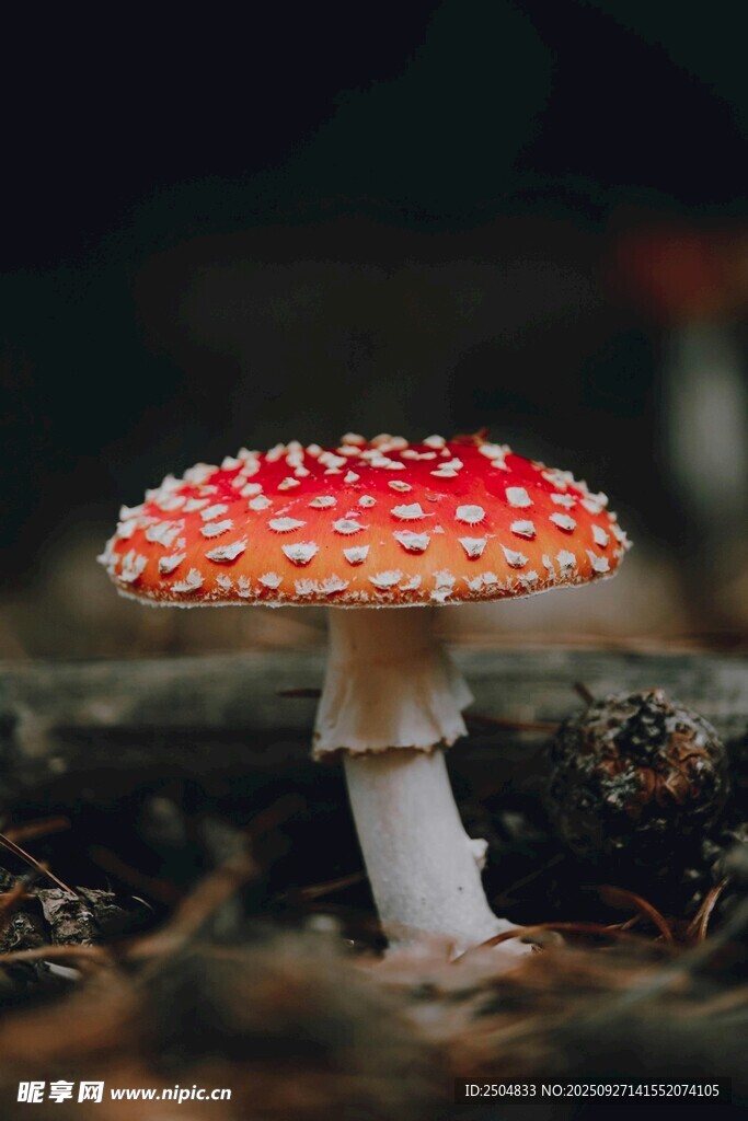 鮮艷紅蘑菇特寫