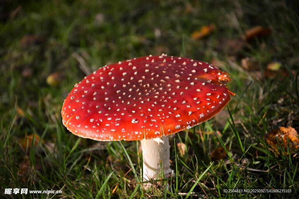草地上的紅色斑點蘑菇