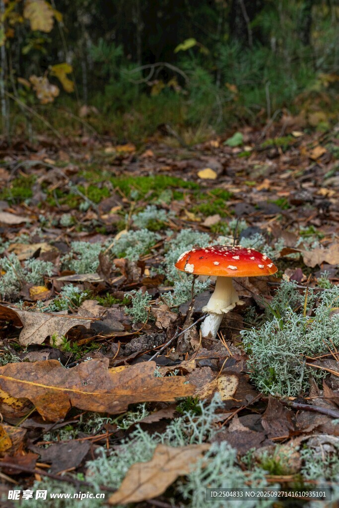 森林中的鮮艷紅菇