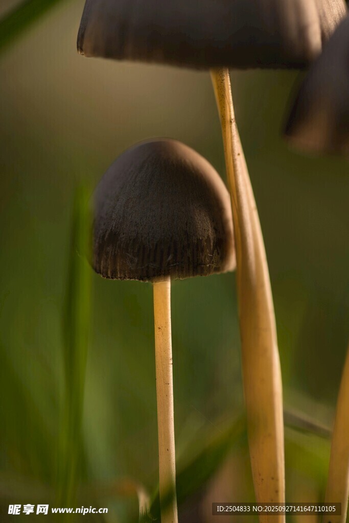 草地上的兩株蘑菇