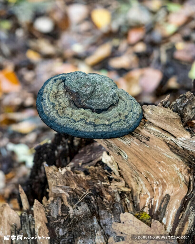 樹(shù)樁上的灰綠色菌類