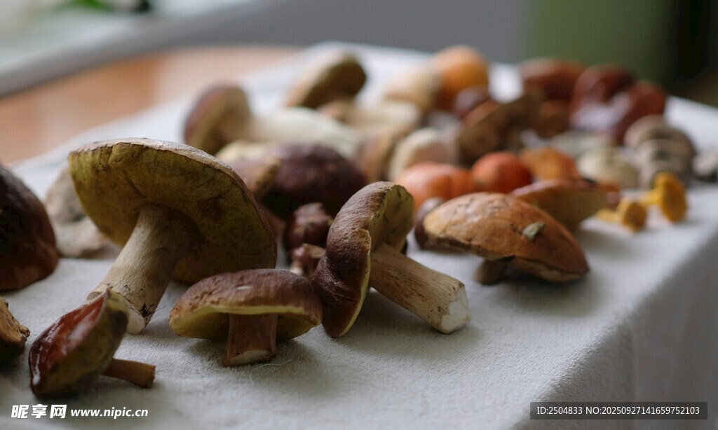 多樣野生菌整齊擺放