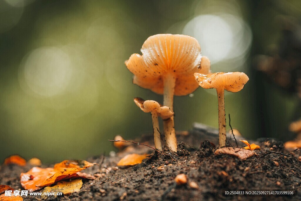 林間橙色小蘑菇