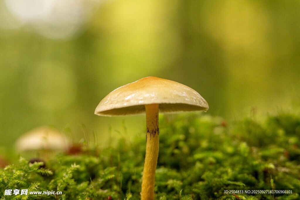 青苔上的蘑菇特寫