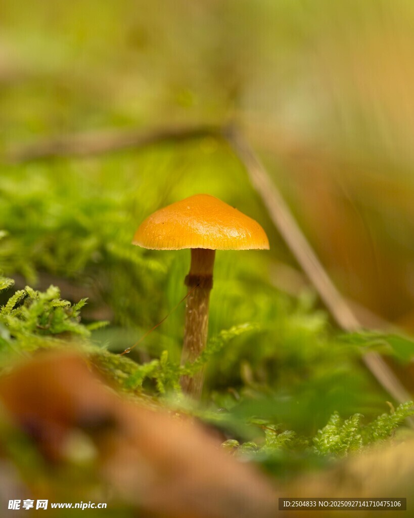 草地上的橙色小蘑菇