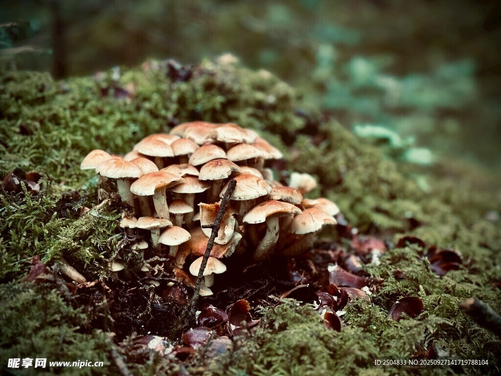 苔蘚上的簇生蘑菇