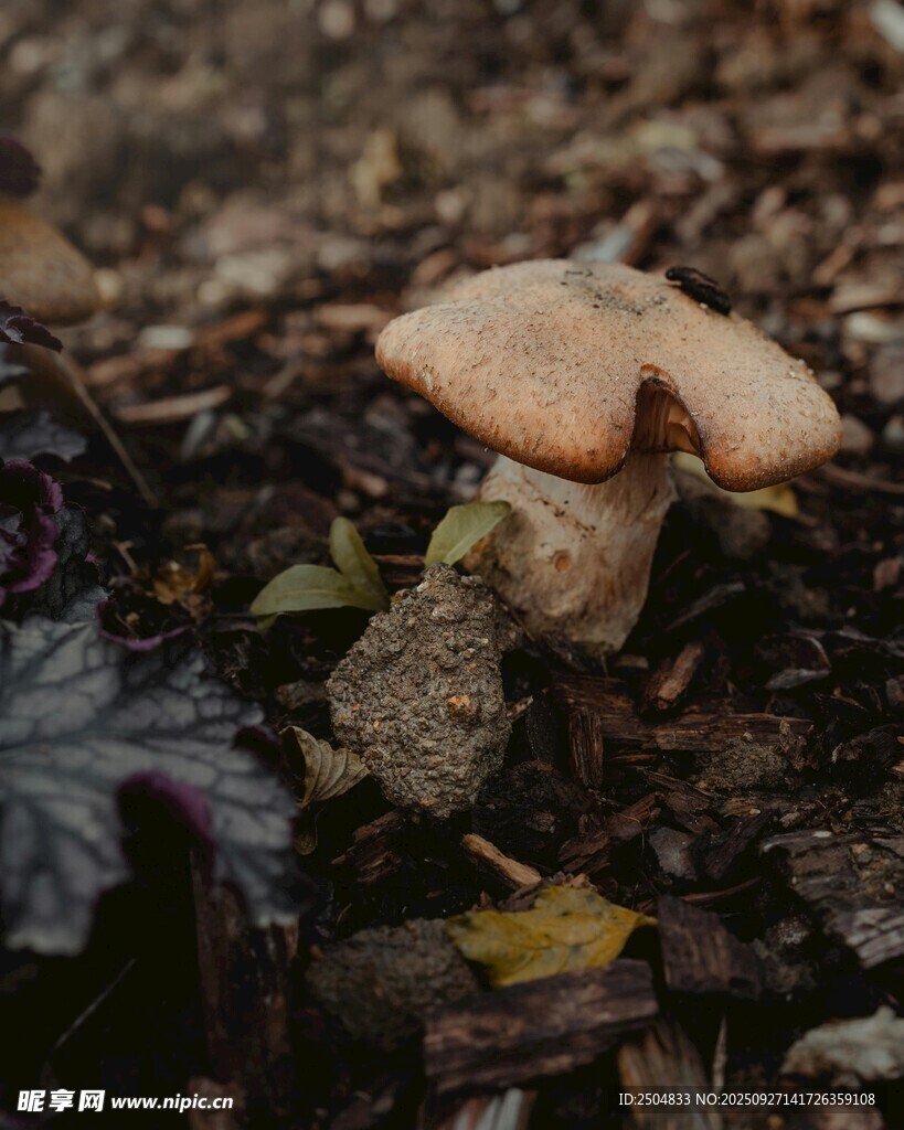 森林中生長(zhǎng)的棕色蘑菇